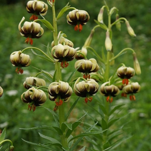 Lilium ciliatum  @North-east Turkey